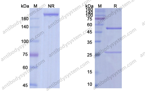Research Grade Navicixizumab