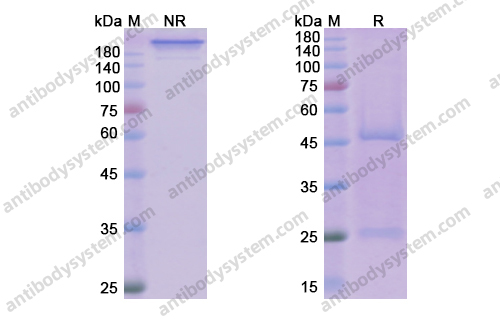 Research Grade Dilpacimab