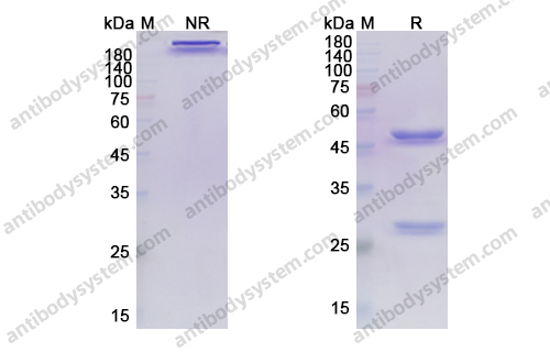 Research Grade Atezolizumab