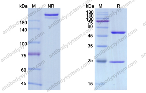 Research Grade Avelumab