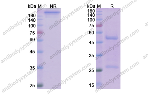 Research Grade Manelimab