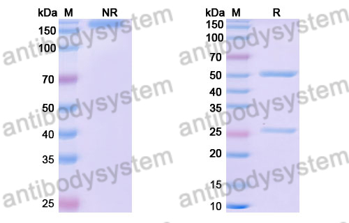 Research Grade Anti-Human IL17C Antibody (MOR106)