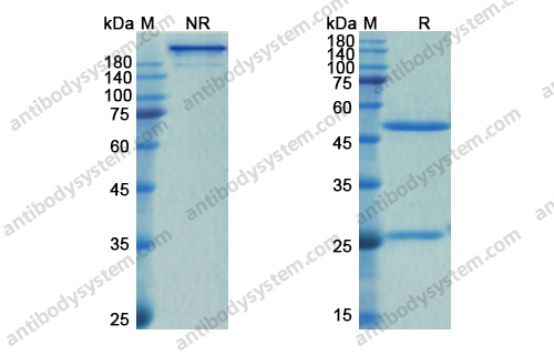 Research Grade Spesolimab