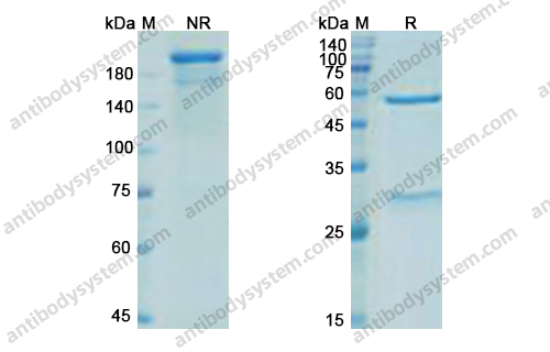Research Grade Parsatuzumab