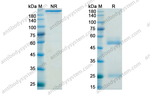 Research Grade Belimumab