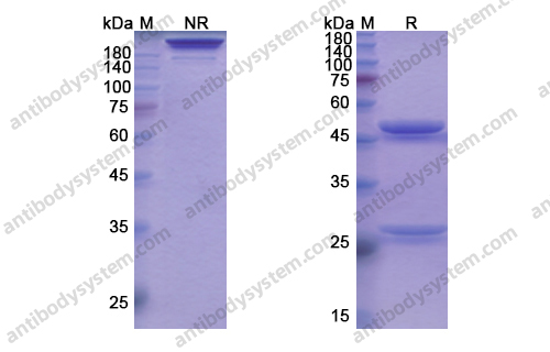 Research Grade Tabalumab