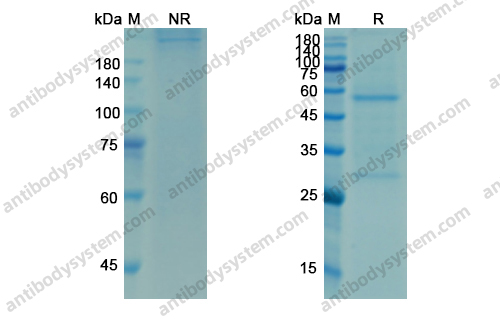 Research Grade Omalizumab