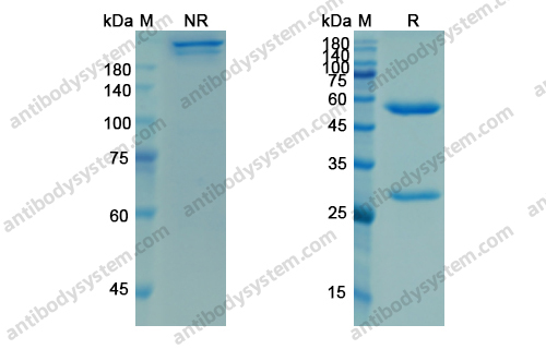 Research Grade Ligelizumab