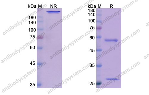 Research Grade Talizumab