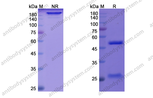 Research Grade Quilizumab