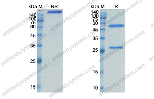 Research Grade Tabituximab