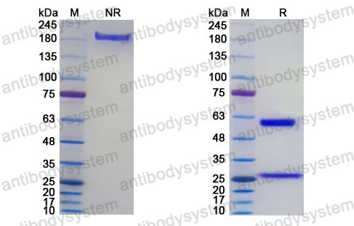 Research Grade Nebaprubart
