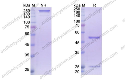 Research Grade Rovalpituzumab