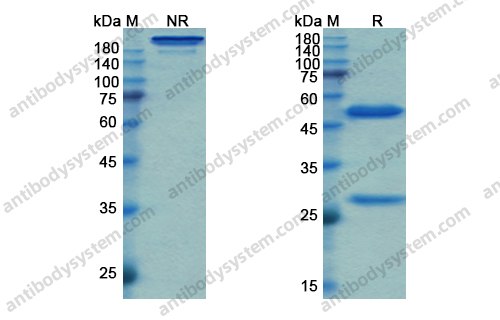 Research Grade Simtuzumab
