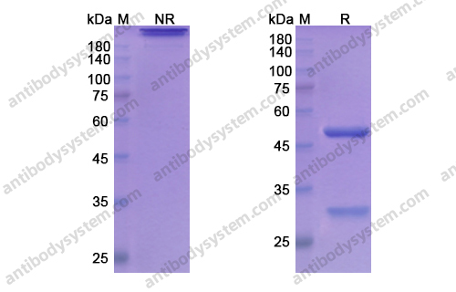 Research Grade Atinumab