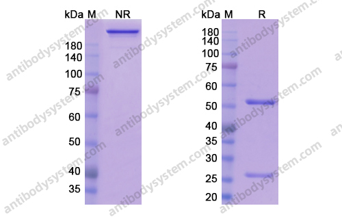 Research Grade Sirtratumab