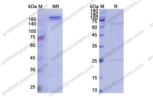 Research Grade Ponezumab