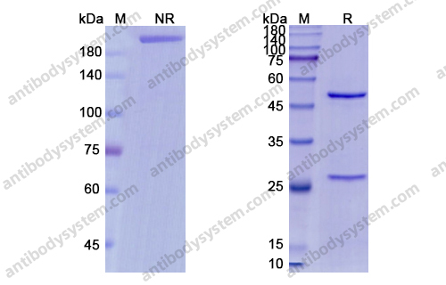 Research Grade Minretumomab