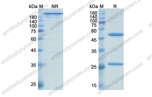 Research Grade Anti-Human TAG-72/STn Antibody (HuCC49)