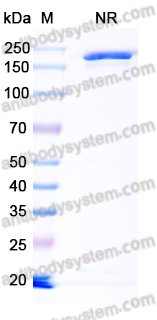 Research Grade Anti-Human TAG-72 Antibody (CC49)