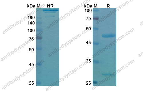 Research Grade Votumumab