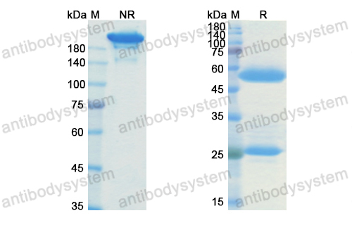Research Grade Anti-Human HLA-G Antibody (HLA-G-0104)