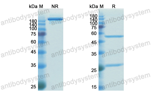 Research Grade Anti-Human HLA-DQB1 Antibody (DQB1-FL8)