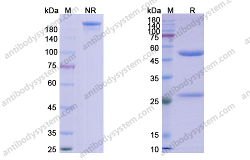 Research Grade Anti-Human HLA-DR10 Antibody (Oncolym)