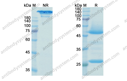 Research Grade Bedinvetmab