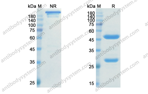Research Grade Ranevetmab
