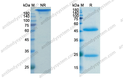 Research Grade Anti-Dog IL31 Antibody (SAA1416)