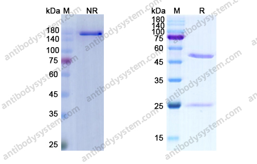 Research Grade Cilgavimab