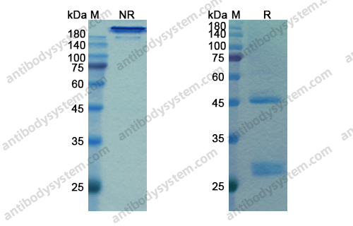Research Grade Bamlanivimab