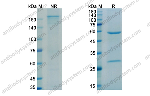 Research Grade Casirivimab