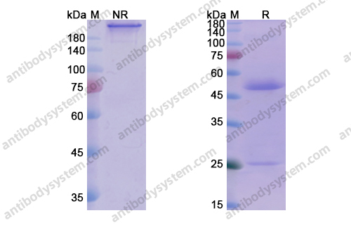 Research Grade Imdevimab
