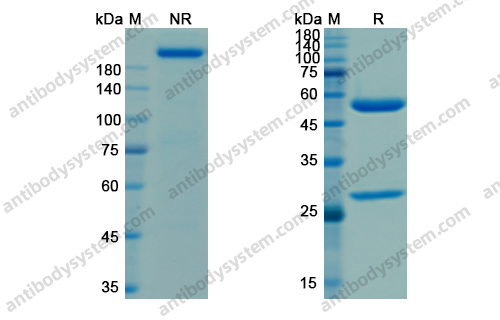 Research Grade Tixagevimab