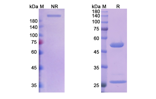 Research Grade Bebtelovimab