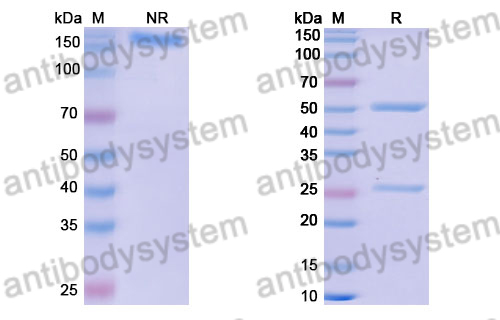 Research Grade Anti-SARS-CoV-2 RBD Antibody (DXP-604)
