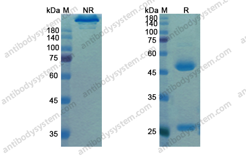 Research Grade Motavizumab