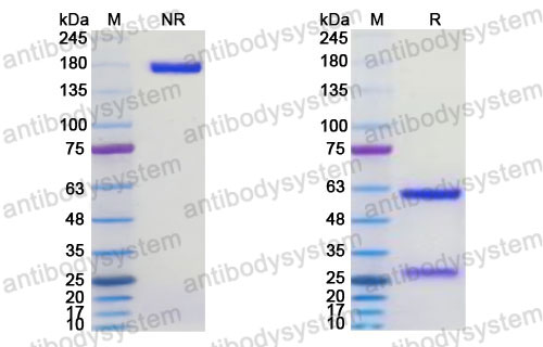 Research Grade Retavibart