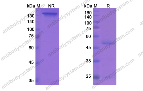 Research Grade Regavirumab