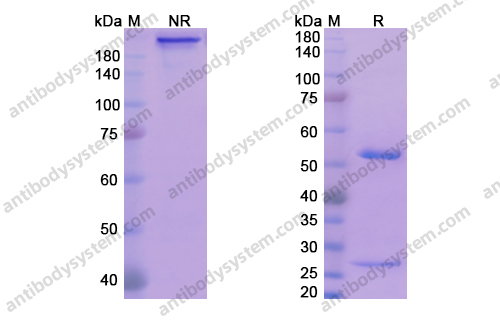 Research Grade Exbivirumab