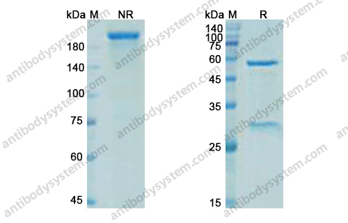 Research Grade Elipovimab