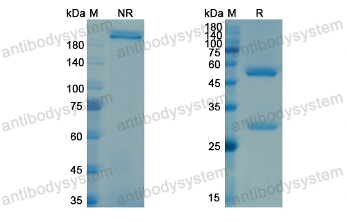 Research Grade Docaravimab
