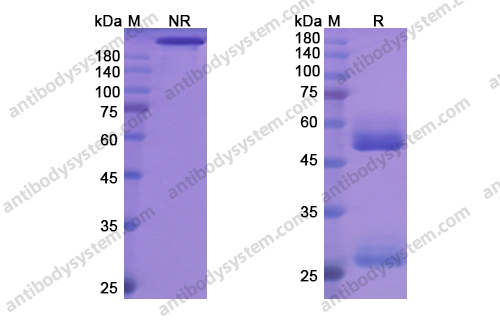 Research Grade Odesivimab