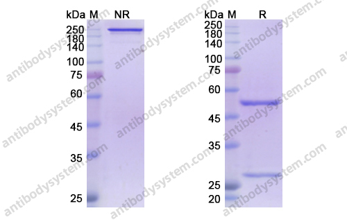 Research Grade Atoltivimab