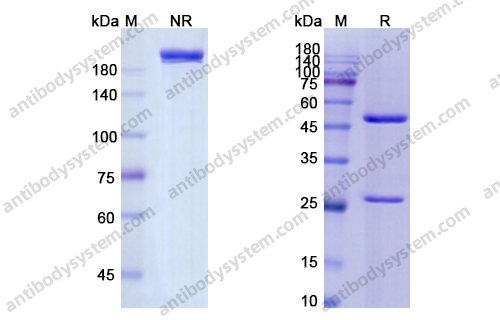 Research Grade Ansuvimab