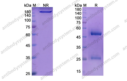 Research Grade Lenvervimab