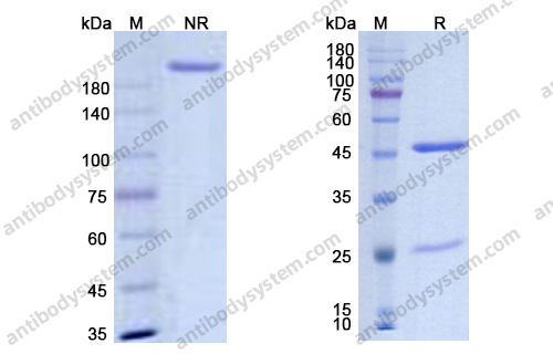 Research Grade Diridavumab