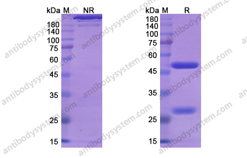 Research Grade Lesofavumab